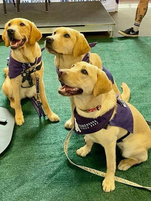 Golden Retrievers in vests. An image for Maverick Partner's Giving Back Page of their work with Animal Outreach